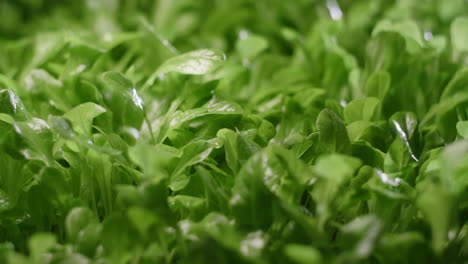 close-up of fresh lettuce plants