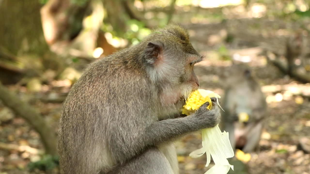 macaco de cola larga comiendo maíz con otros monos en el fondo la pared de un templo en el bosque de monos sagrados en ubud, bali