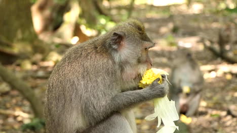 long tailed macaque eating corn with other monkey's in the background the wall of a temple in the sacred monkey forest in ubud, bali