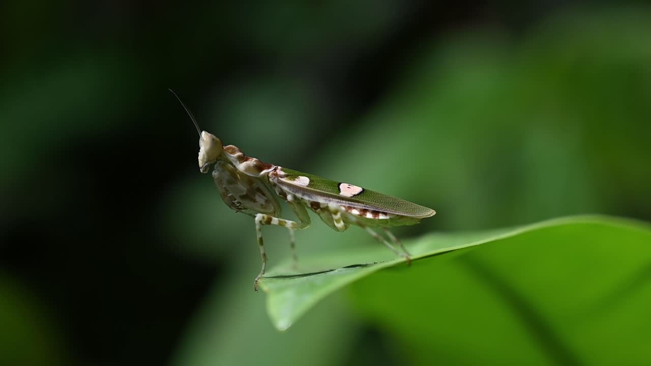 mantis flor enjoyada, creobroter gemmatus, tailandia