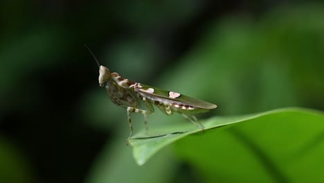 Jeweled-Flower-Mantis,-Creobroter-gemmatus,-Thailand