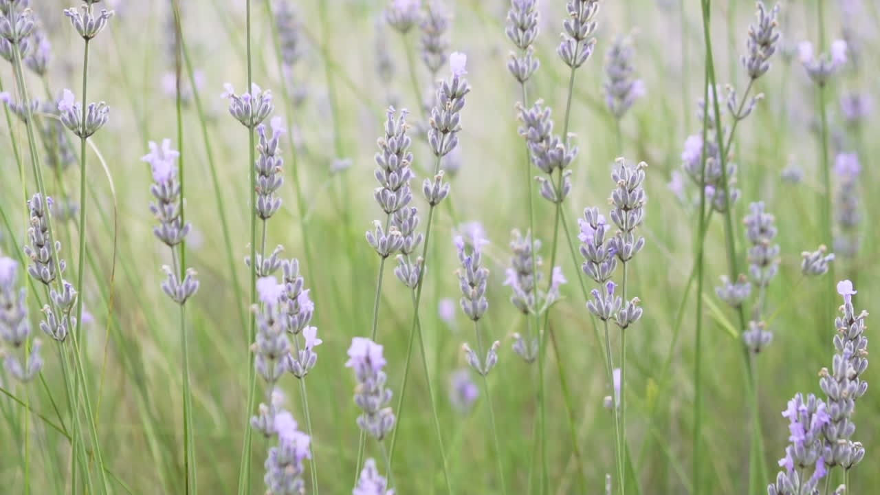 황금 시간 동안 밖에 있는 라벤더 식물, 슬로우 모션