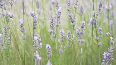 lavender plants outside during golden hour, slow motion