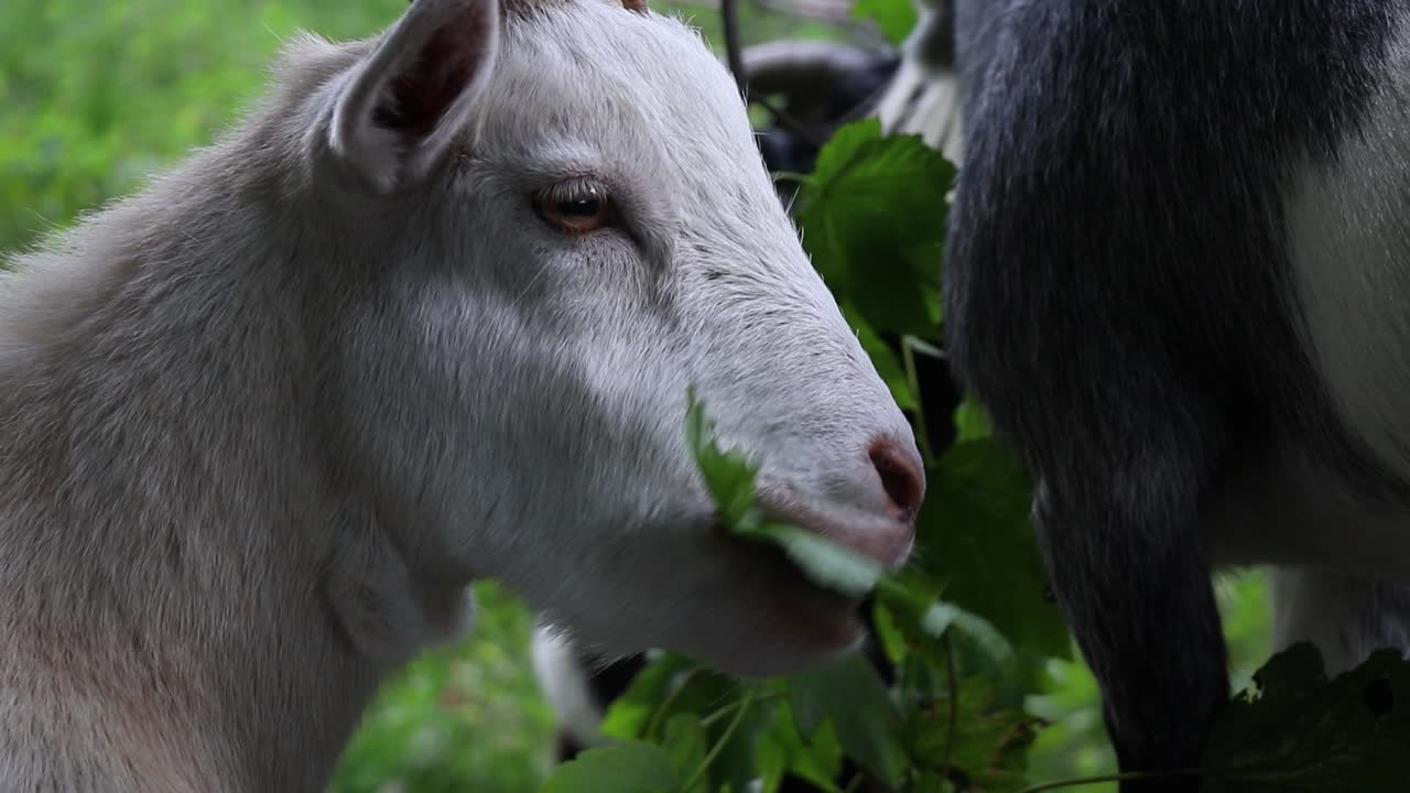 Goats eating leaves from tree