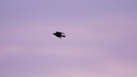 black bird flies through pink sunset sky