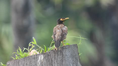 Common-myna---eyes---wood---grass-