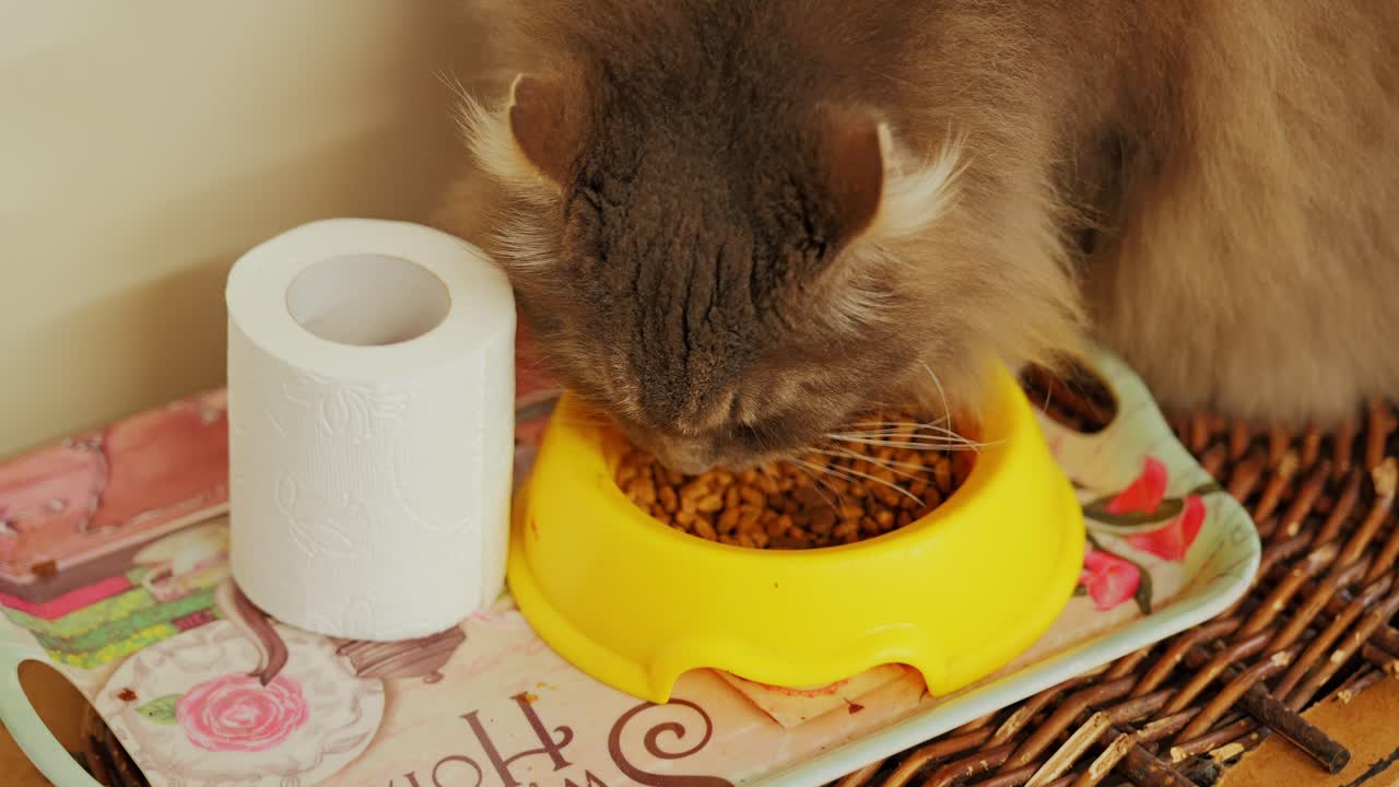 Ruhige Szene einer Katze auf einem Bauernhof beim Fressen mit Napf mit Trockenfutter, weichem Licht und rustikalen Details
