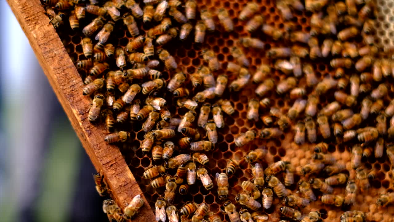 marcos de una colmena, apicultor cosechando miel, apicultor sosteniendo un panal lleno de abejas, recolectando miel comercialmente en una granja rural de vietnam