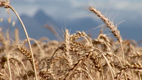 Campos-De-Trigo-De-Sudáfrica