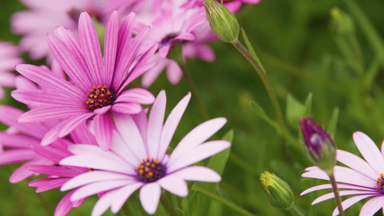 Close-up of pink Osteospermum flowers gently moving outdoors in soft natural daylight, macro perspective