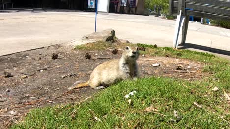 Un-Perro-De-La-Pradera-Comiendo-En-Un-Parque-En-Un-Día-Soleado-Cerca-De-Alberta,-Canadá