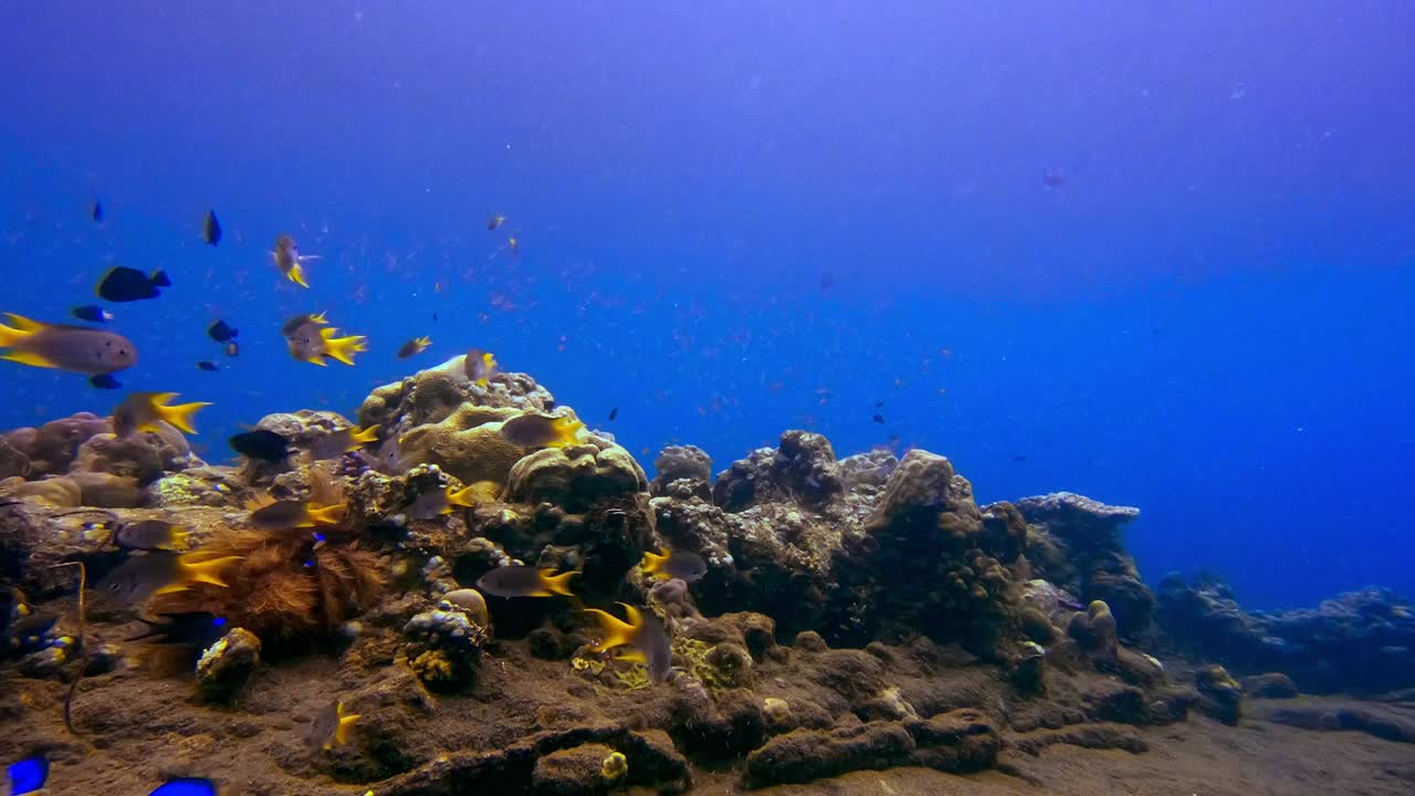 Static underwater shot of school of goldbelly damsel tropical fish swimming in tropical waters of Indonesia