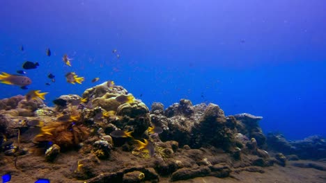 static underwater shot of school of goldbelly damsel tropical fish swimming in tropical waters of indonesia