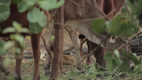 A-herd-of-cattle-grazing-the-green-grass-in-the-village-farm