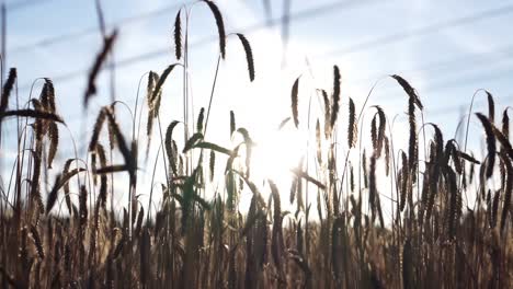 slow tilt of a wheat field with a low sun in background