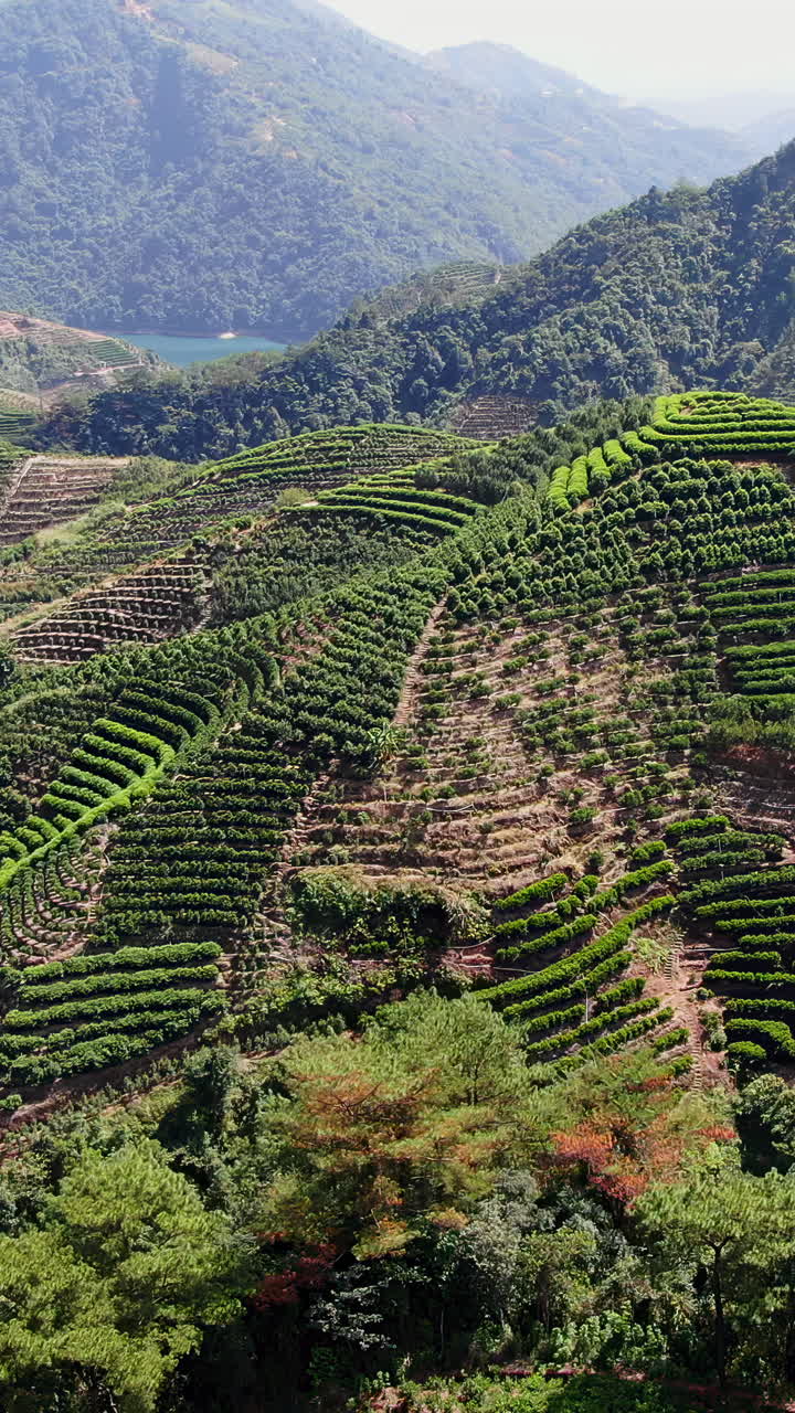 Tea Plantation Terraces in the Mountains