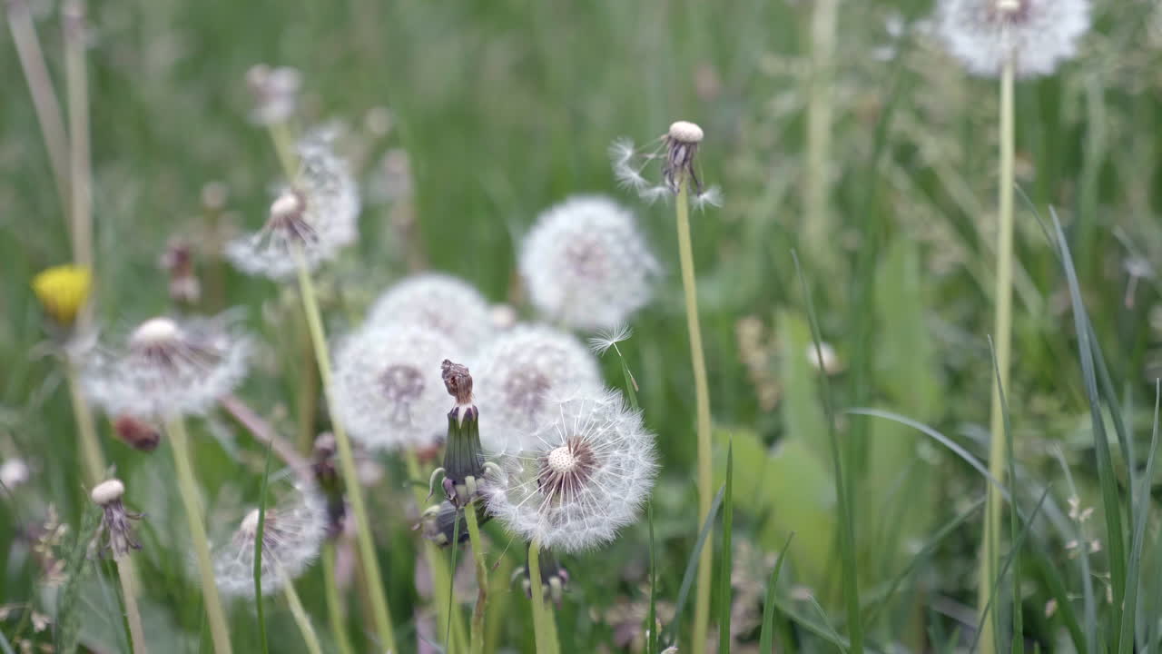 diente de león común en un campo en primavera