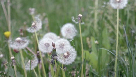 common dandelion in a field on springtime