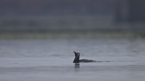 Gran-Cormorán-Con-Pescado-En-La-Mañana