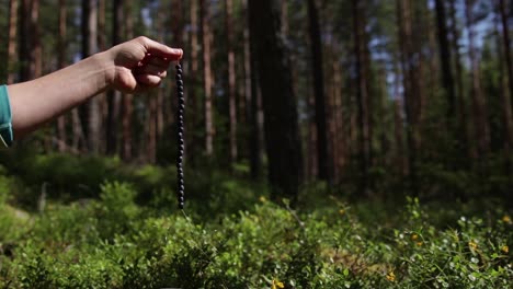 hand holding fresh blueberries hanging on a straw picked in a swedish forest