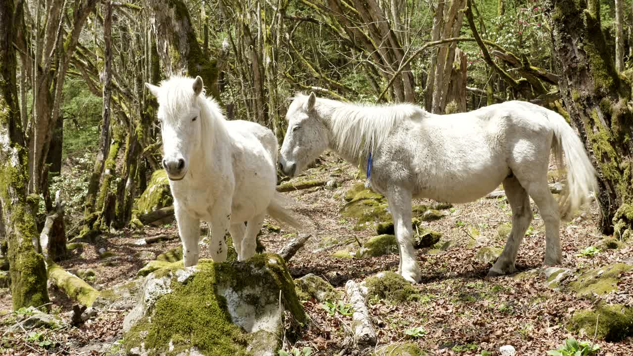 caballos blancos en un bosque misterioso entre las montañas de nepal.