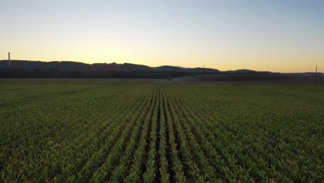 sunrise or sunset over a cornfield