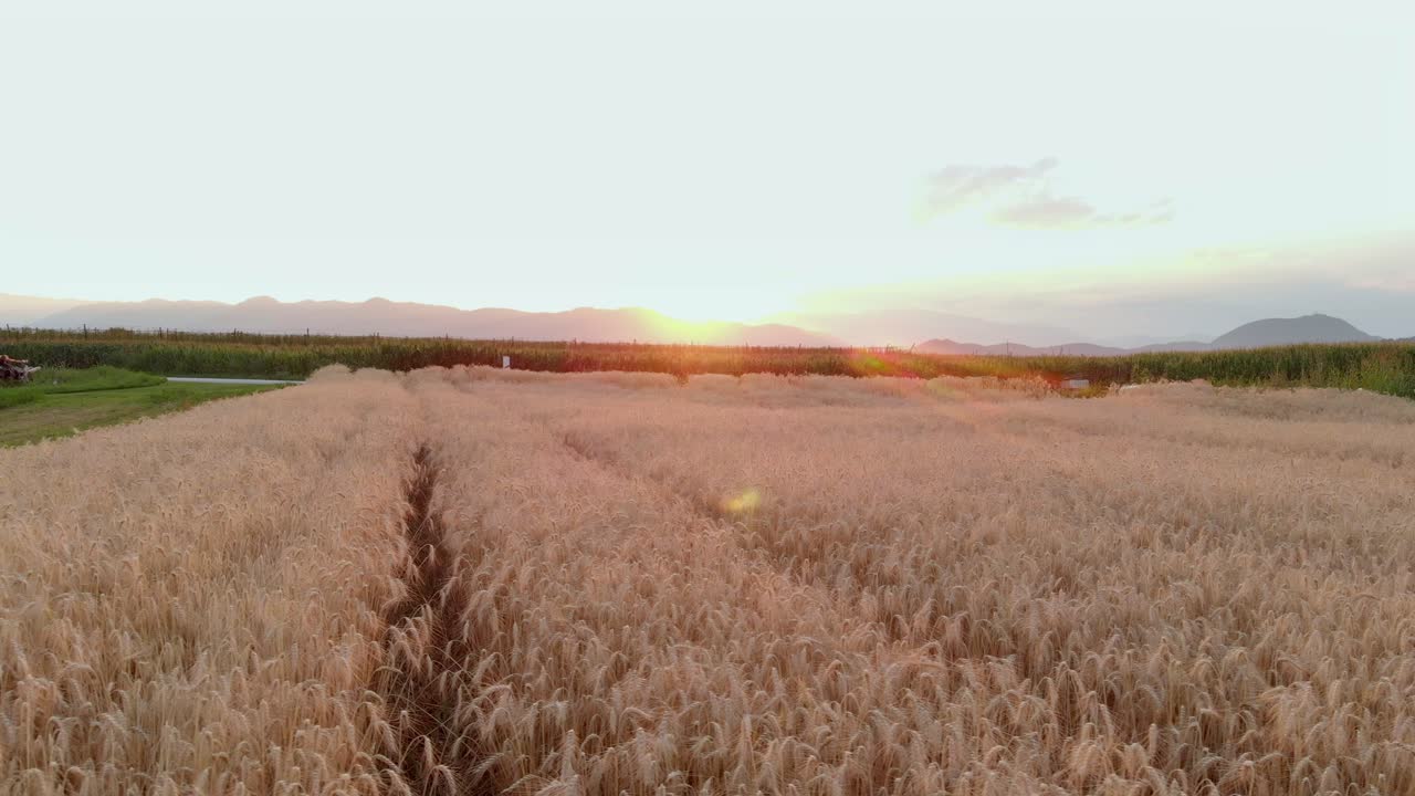 옆으로 낮은 공중, 갈색 밀 농장 작물, 아침 햇빛, 와이드 샷