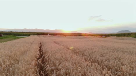 Sideways-Low-Aerial,-Brown-Wheat-Farm-Crop,-Morning-Sunbeam,-Wide-Shot