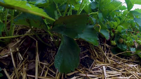 ready for harvest u-pick strawberries winnipeg manitoba canada july 1st
gopro session
4k video 23