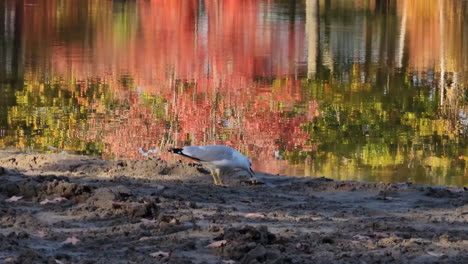 Einsame-Möwe-Auf-Nahrungssuche-Am-Schlammigen-Flussufer,-Das-Bunte-Herbstwälder-Widerspiegelt