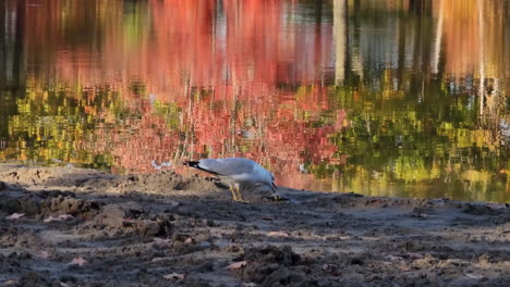 gaviota solitaria buscando comida en la orilla del río fangoso que refleja el colorido bosque de otoño