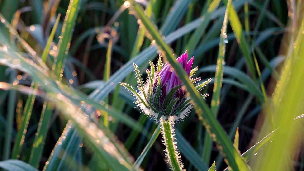 Bocciolo di fiore viola con rugiada mattutina alla luce del sole