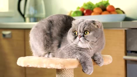 purebred scottish fold cat
