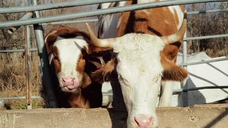 Mother-Cow-and-Her-Calf-in-the-Farm