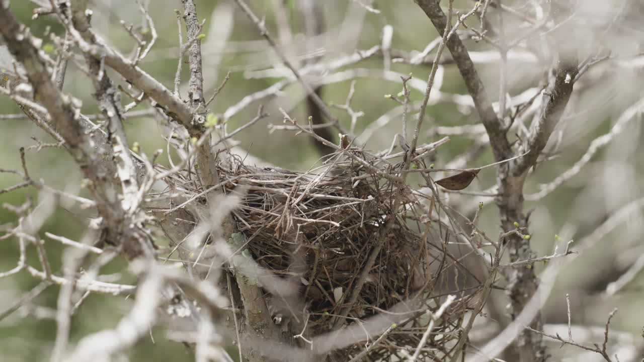 Bird's Nest close up in an Ash Juniper Tree, Protected Habitat in the Texas Hill Country