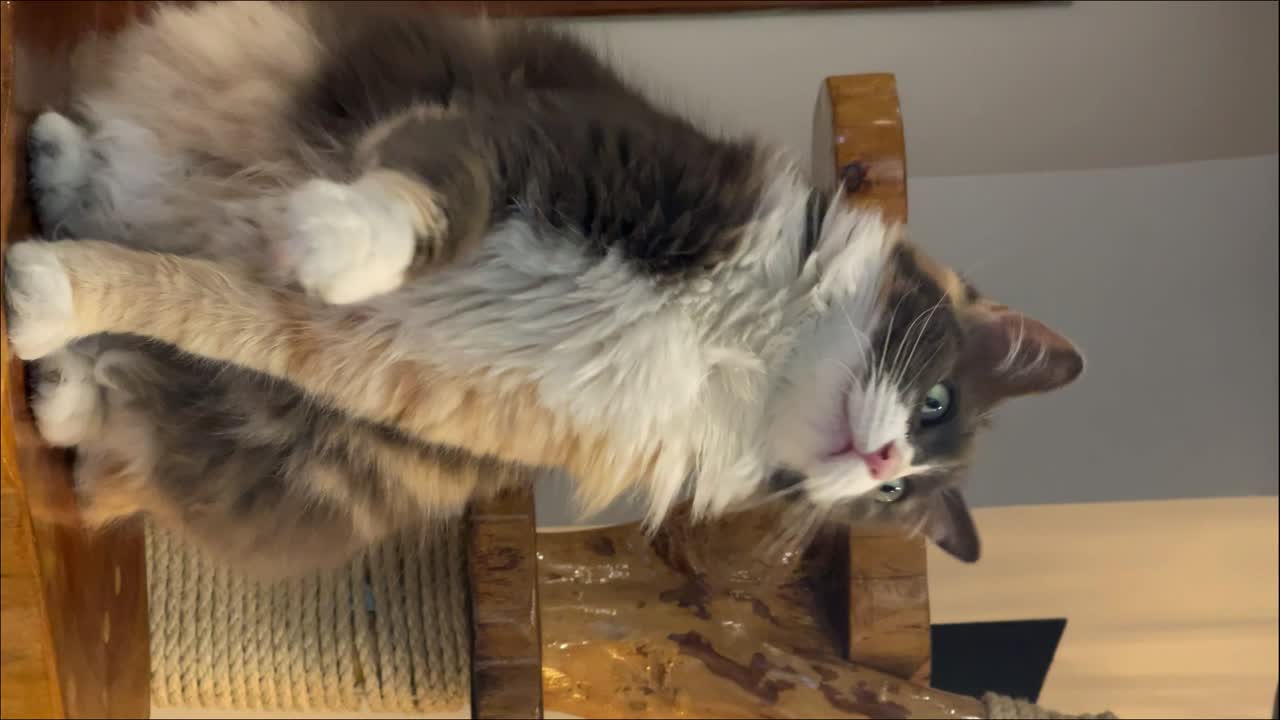 lindo gato atento, jugando con su pata