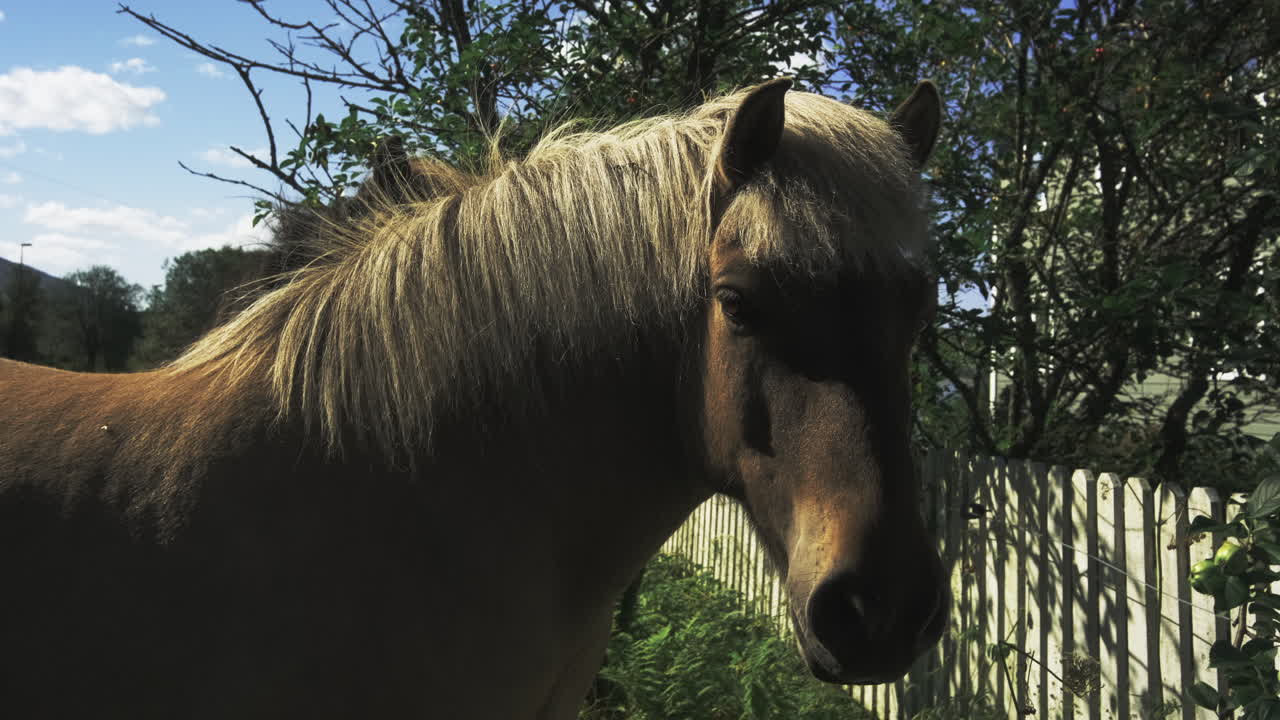 Closeup headshot of a brown horse with blonde hair enjoying the sun at a Norwegian farmsite.