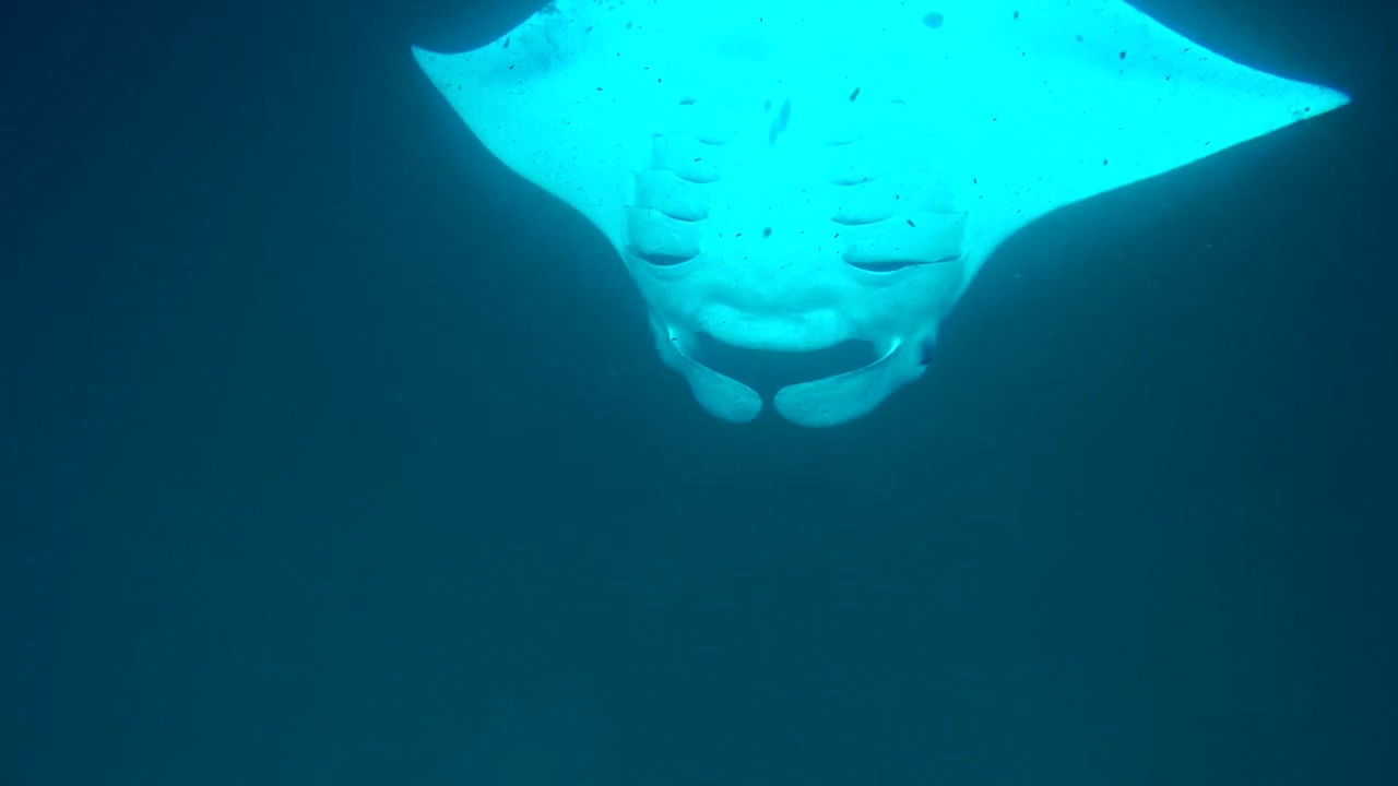 Mantan rauskun uinti veden alla