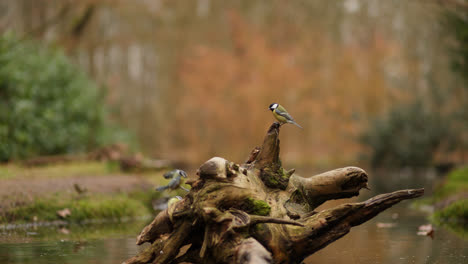 great tits on a log in a forest stream