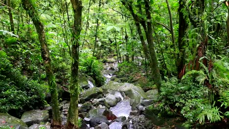 a lush jungle in el yunque with a rippling creek