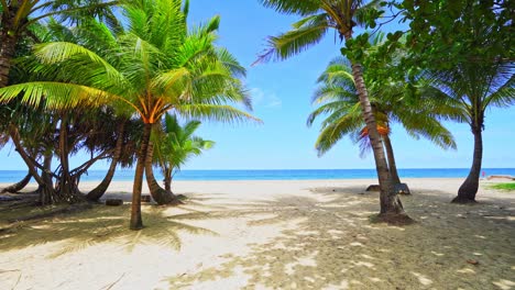incroyable palmiers de noix de coco cadre sur la plage de sable blanc sauvage clair sur le paradis de l'île de phuket karon plage de la thaïlande, belle vidéo pour l'été arrière-plan et site de voyage