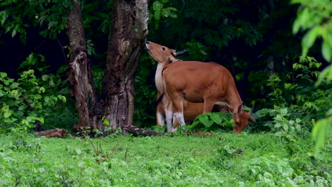 The-Banteng-or-Tembadau,-is-a-wild-cattle-found-in-the-Southeast-Asia-and-extinct-to-some-countries