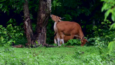 el banteng o tembadau, es un ganado salvaje que se encuentra en el sudeste asiático y se extinguió en algunos países