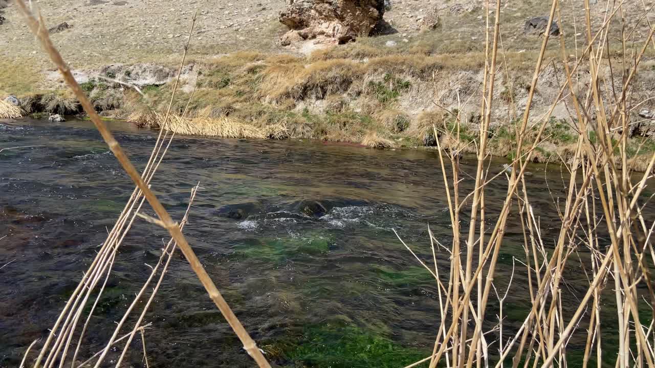 río con agua fluyendo y plantas secas en los lados