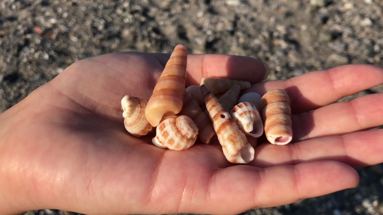 sosteniendo hermosas conchas marinas en la mano de una mujer en la playa con clima soleado y arena alrededor