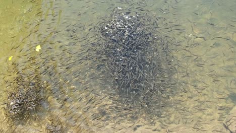 large flock of small fish swims near the water surface and eats bread in lake