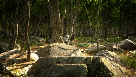 Raíces-De-Un-árbol-En-Un-Bosque-Brumoso