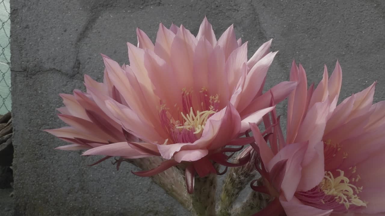 세 개의 분홍색 꽃과 은 꽃줄기와 노란색 꽃줄기가 있는 아름다운 투스