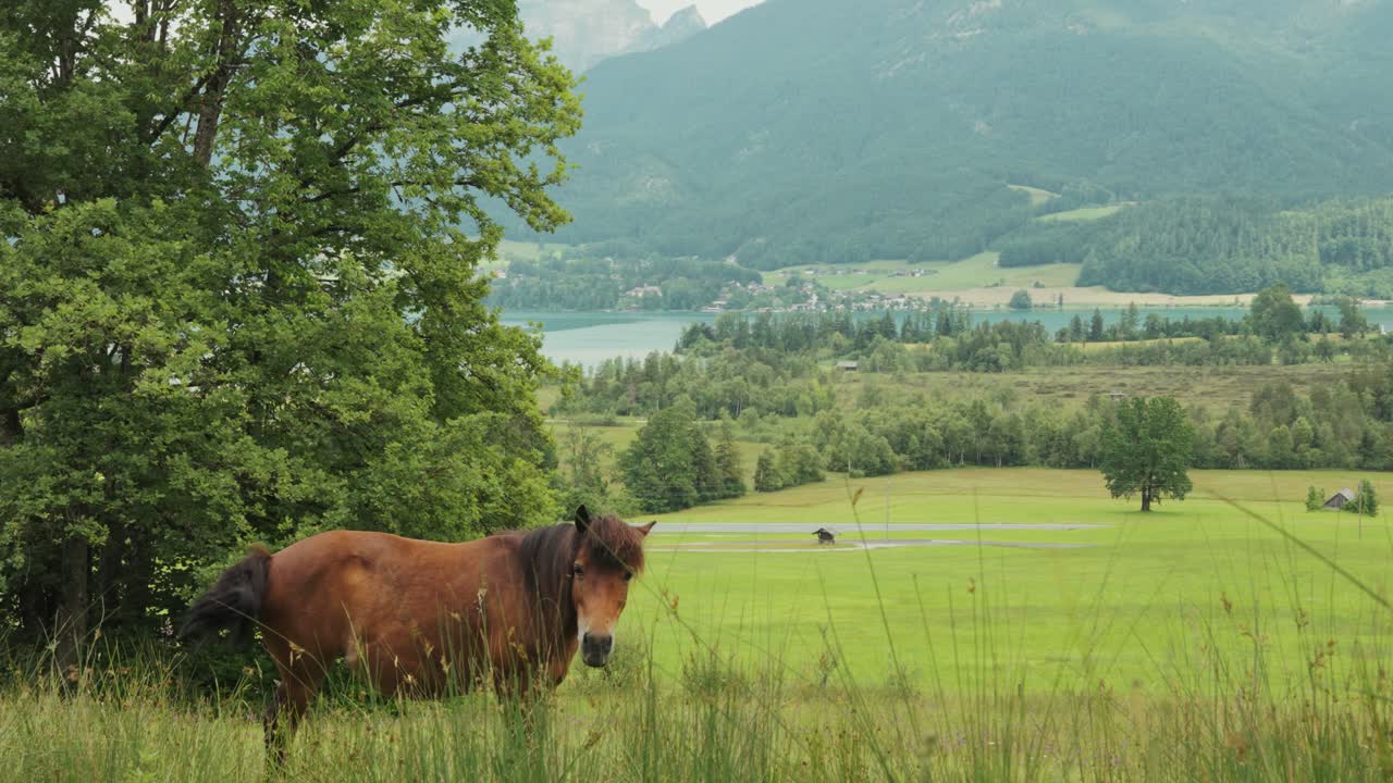 Horse Grazing in Lush Alpine Meadow of Austrian Alps. Slow motion