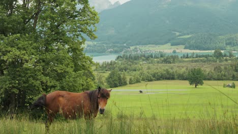 horse grazing in lush alpine meadow of austrian alps. slow motion
